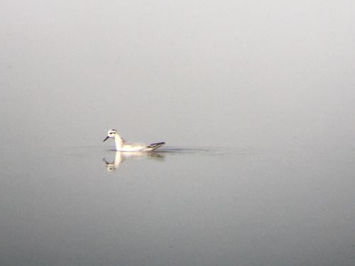 Red Phalarope