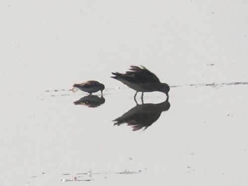 Baird's Sandpiper and Ruff