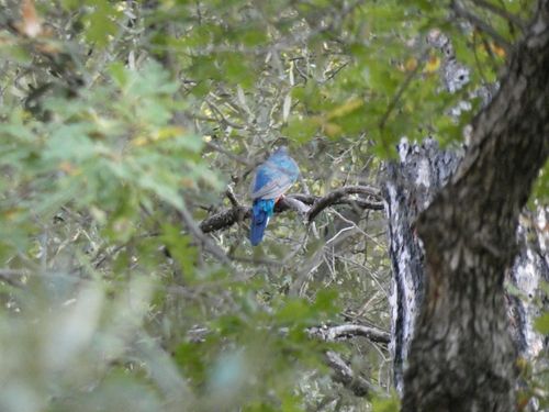 Eared Quetzal