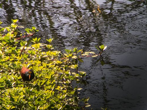 Northern Jacana