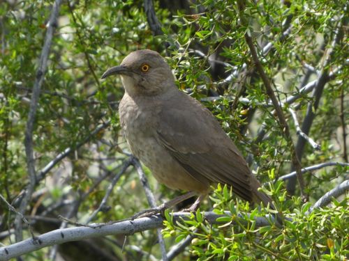 Curve-billed Thrasher perched in a creosote
