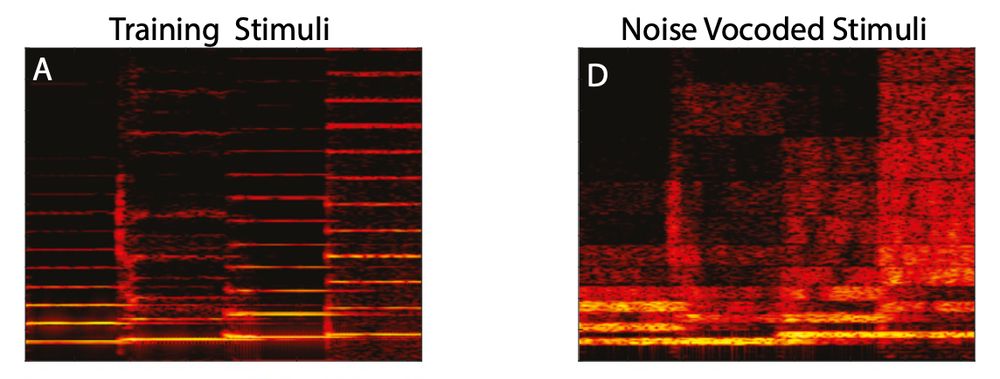 Chipmunk Spectrogram Birds, Music, Cognition · Birds Make Sound