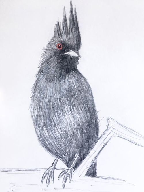 Sketch of Phainopepla